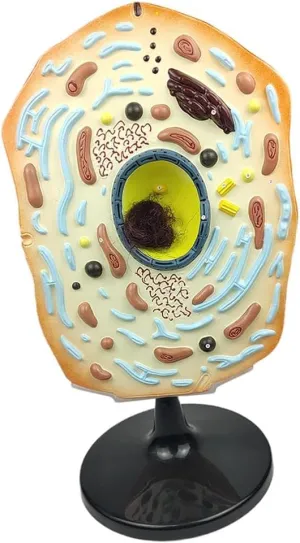 Life-Size Animal Cell Model for Biology Learning - Detailed Anatomy Model with Key - Perfect Teaching Aid for Classroom Demonstration - ABS Plastic Educational Science Kit - Ages