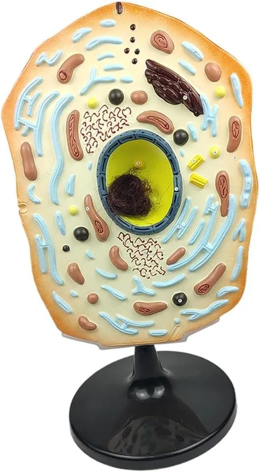 Life-Size Animal Cell Model for Biology Learning - Detailed Anatomy Model with Key - Perfect Teaching Aid for Classroom Demonstration - ABS Plastic Educational Science Kit - Ages
