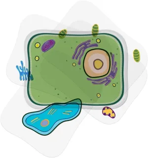 Roylco Plant Cell Model – Back to School STEM Kit for Kids, Transparent Plant Cell Building Set for Classroom Life Science Lessons & Hands-On Biology Activities